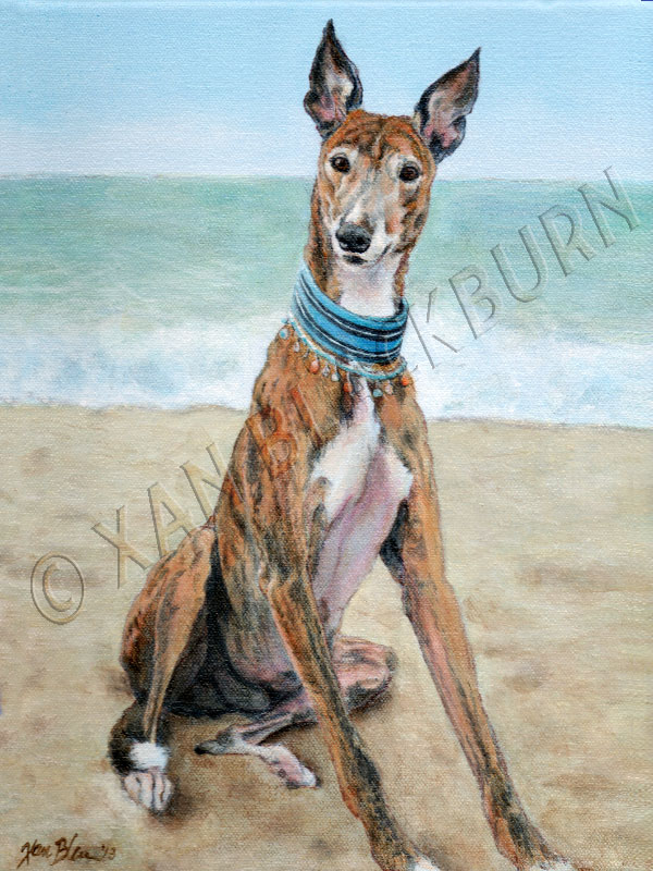 Shawn greyhound portrait