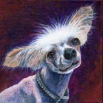 Hubble chinese crested portrait