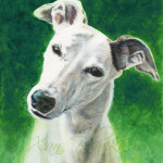 Katie greyhound portrait