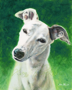Katie greyhound portrait