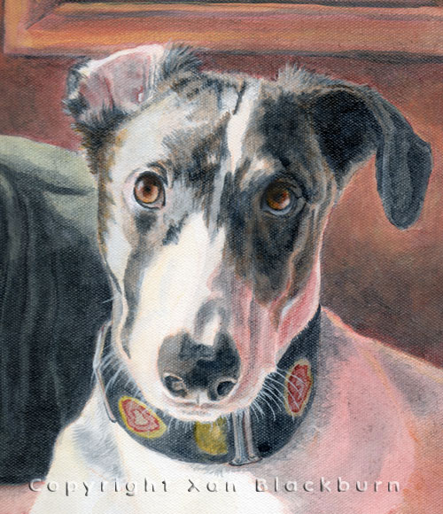 Lilly greyhound puppy portrait