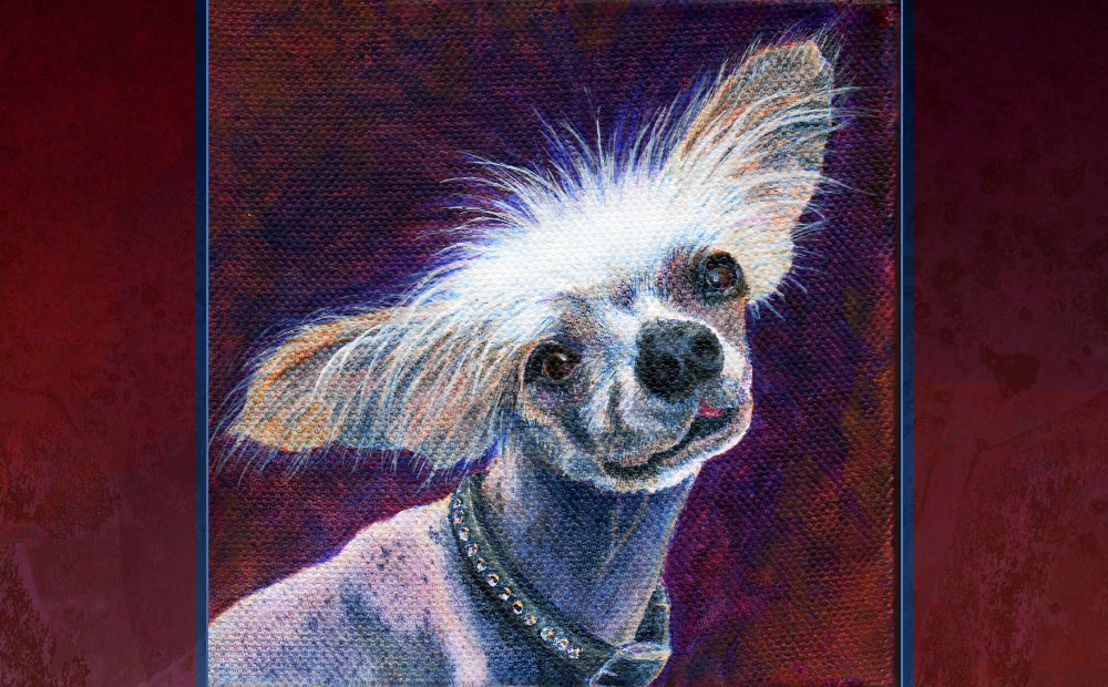 Hubble chinese crested portrait