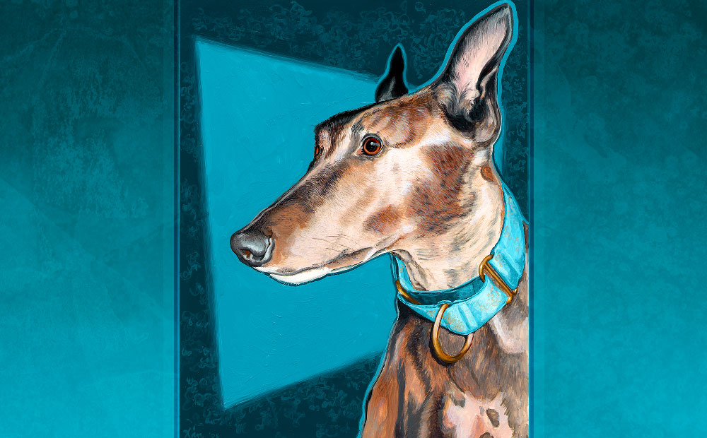 Rynn greyhound portrait